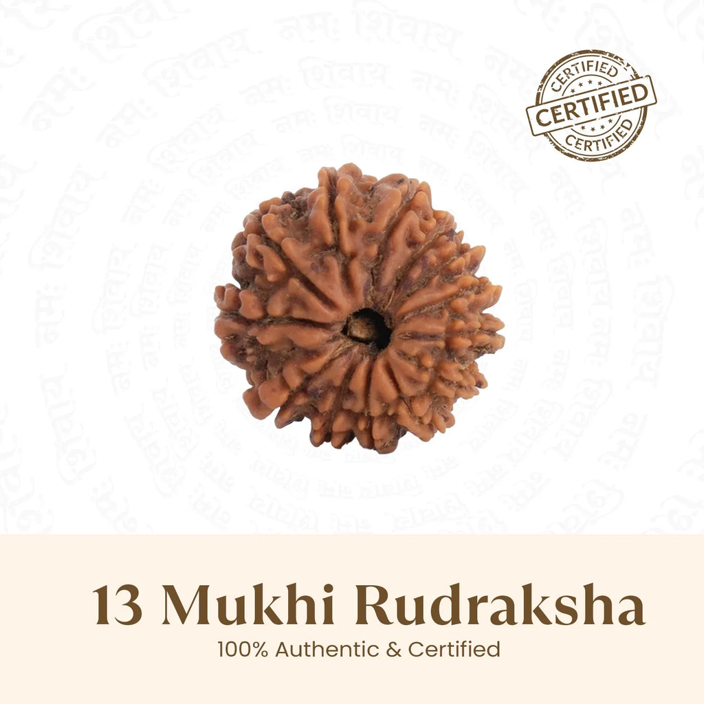 Nepal Origin 13 Mukhi Rudraksha -  17mm to 22mm