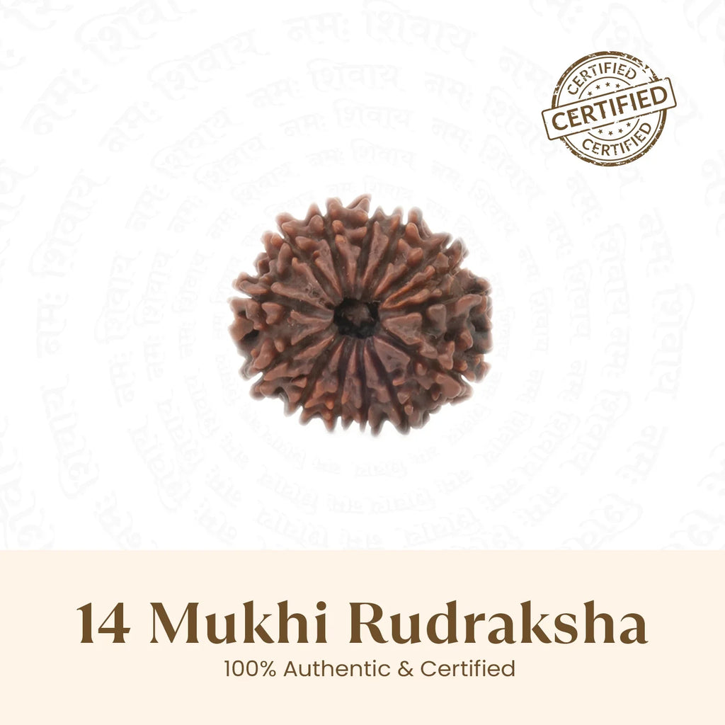 Nepal Origin 14 Mukhi Rudraksha - 17mm to 22mm