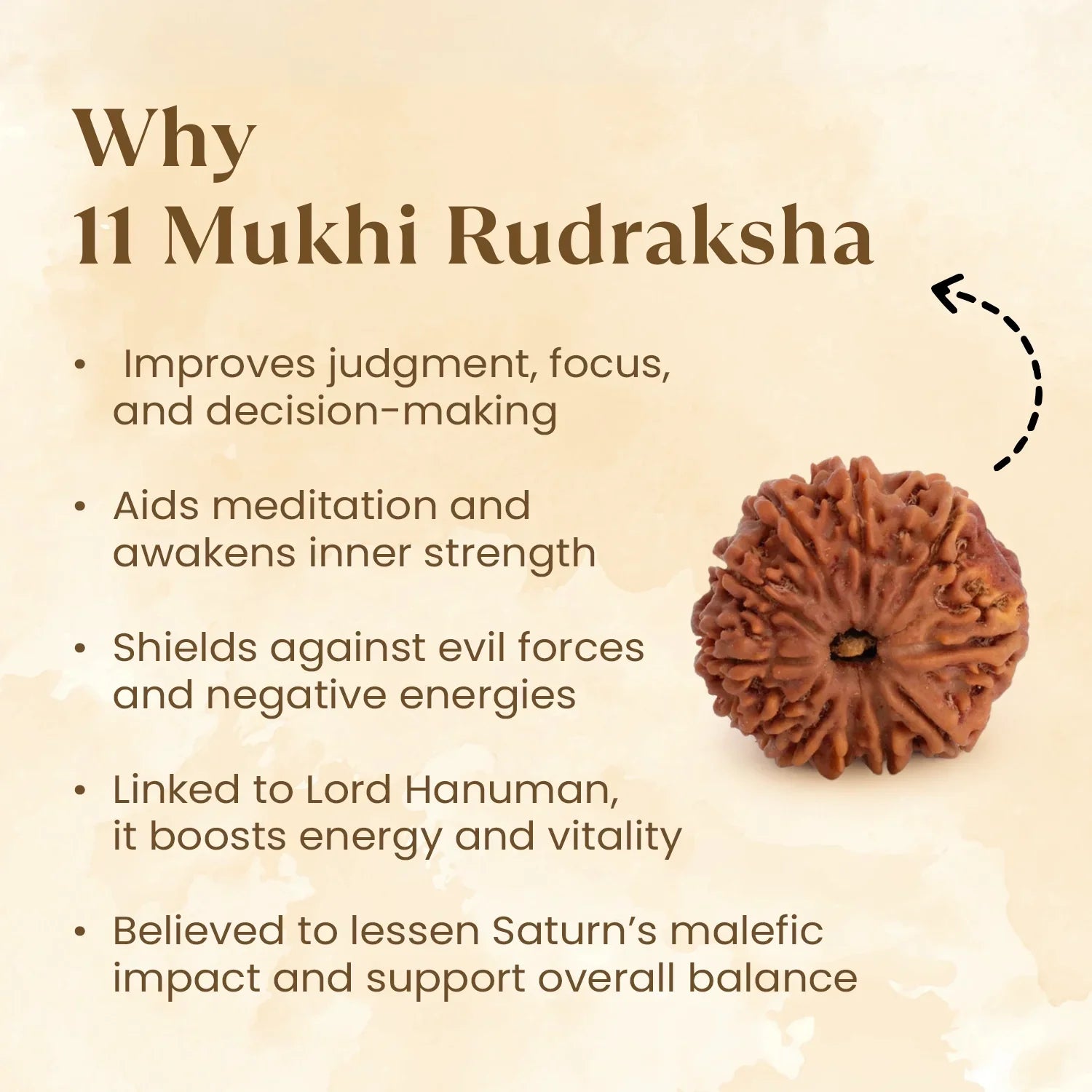 Nepal Origin 11 Mukhi Rudraksha - 17mm to 22mm
