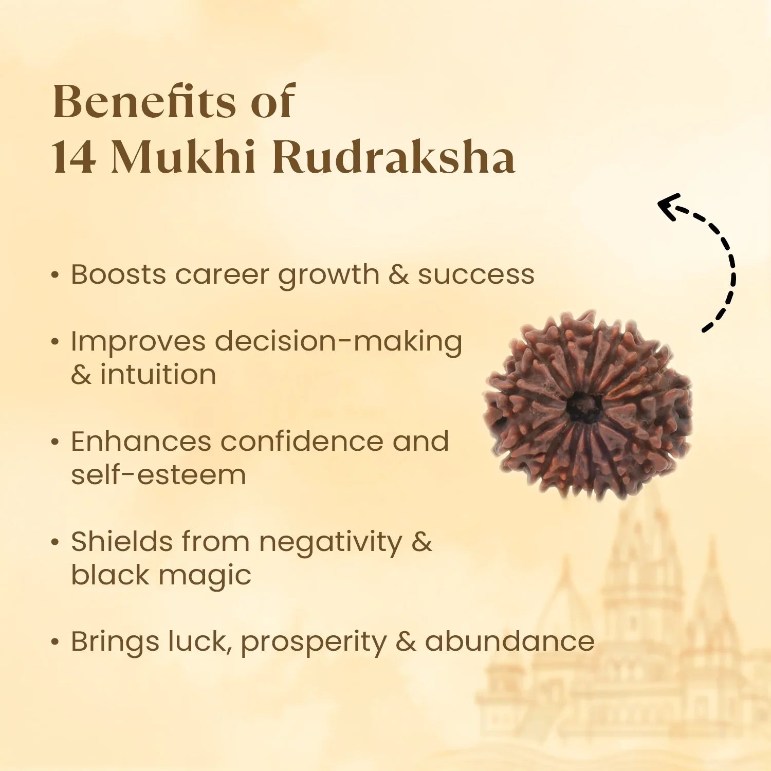 Nepal Origin 14 Mukhi Rudraksha - 17mm to 22mm