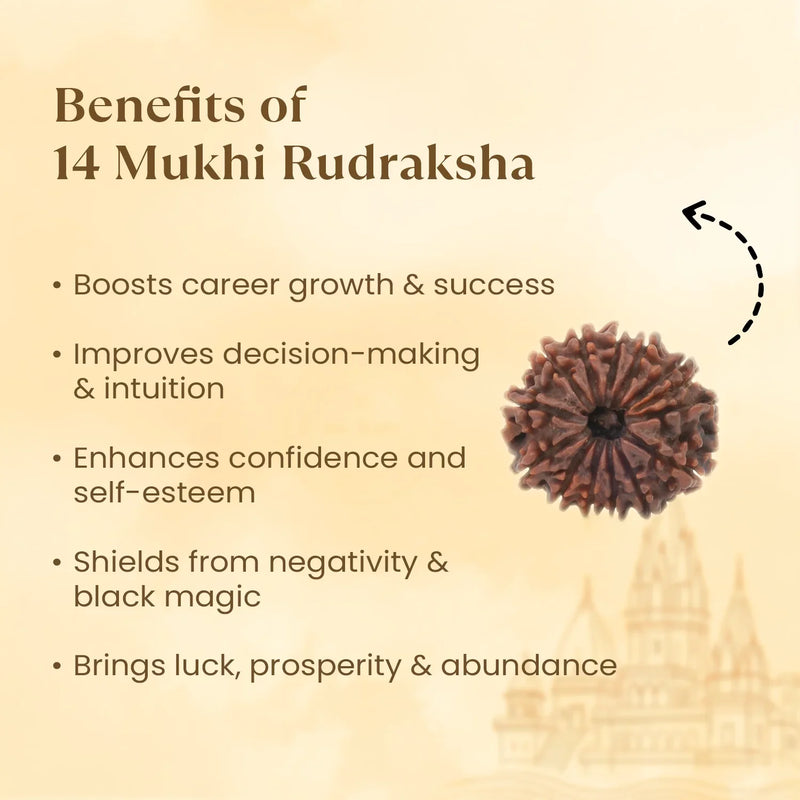 Nepal Origin 14 Mukhi Rudraksha - 17mm to 22mm