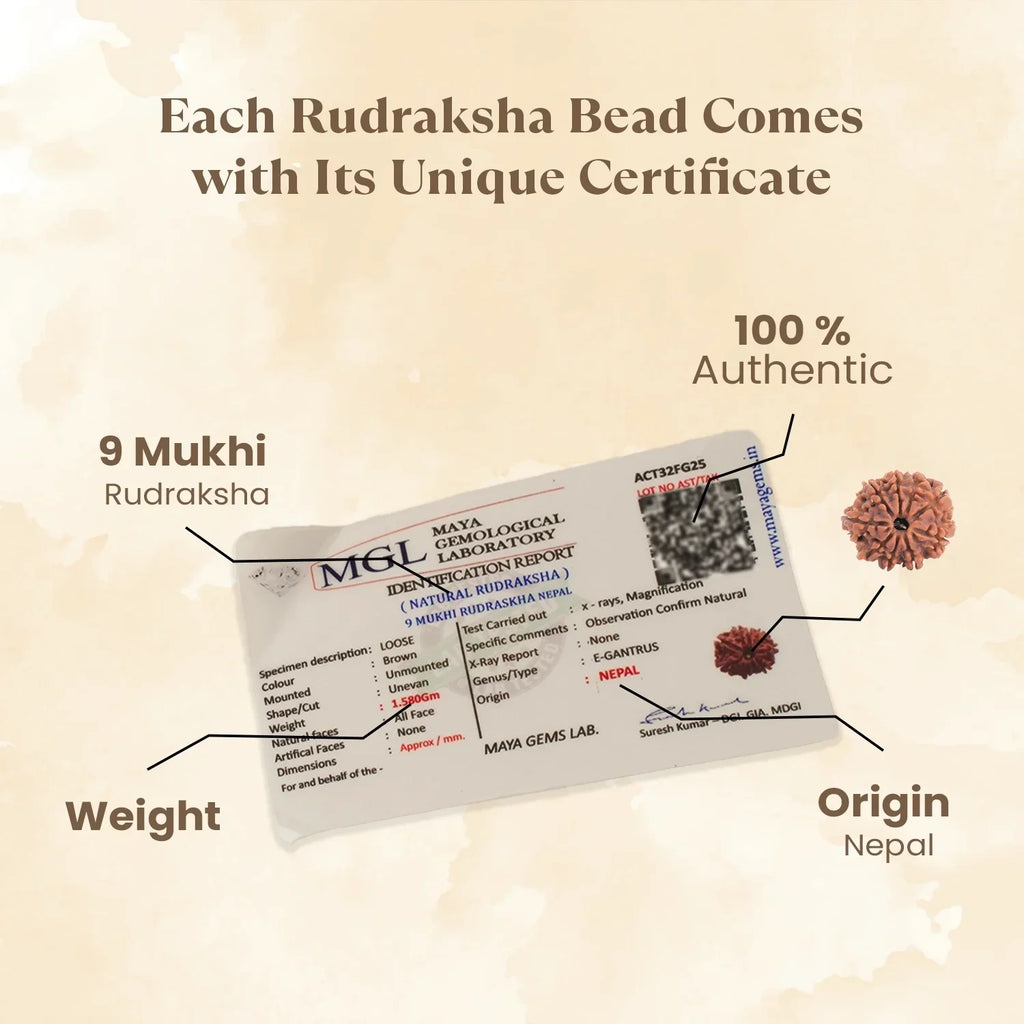 Nepal Origin 9 Mukhi Rudraksha -  17mm to 22mm