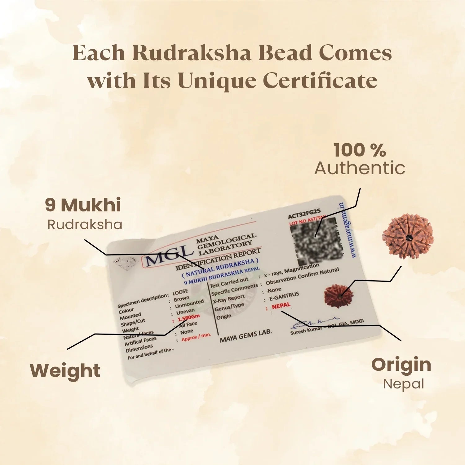 Nepal Origin 9 Mukhi Rudraksha -  17mm to 22mm